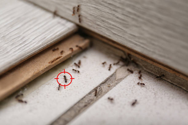 Best Exterminator Services  in Horse Cave, KY