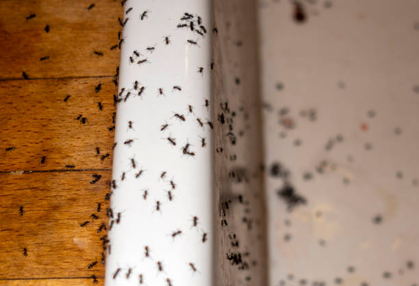 Best Insect Control  in Horse Cave, KY